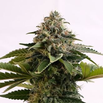 Amnesia Dream XL Auto (Kannabia) Feminisoidut