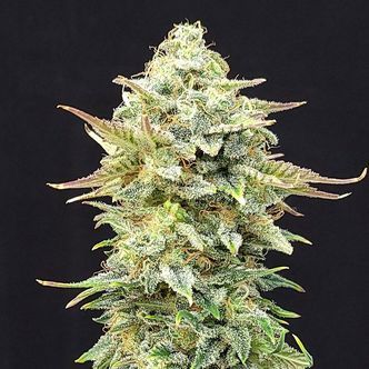 Pineapple Dream (Kannabia) feminisoidut kannabiksen siemenet
