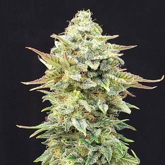 Pineapple Dream (Kannabia) Feminisoidut