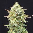 Pineapple Dream (Kannabia) Feminisoidut
