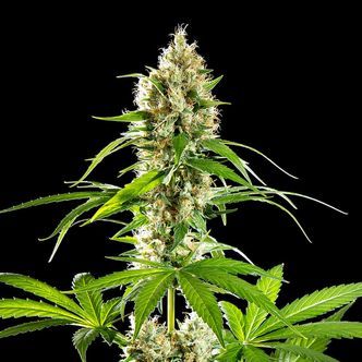Sunset Sherbet (Kannabia) Feminisoidut kannabiksen siemenet