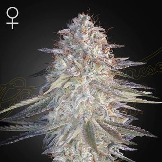 Super Lemon Haze x Pink Candy (Greenhouse Seeds) feminisoidut