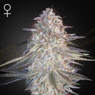 Super Lemon Haze x Pink Candy (Greenhouse Seeds) Feminisoidut