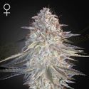 Super Lemon Haze x Pink Candy (Greenhouse Seeds) Feminisoidut
