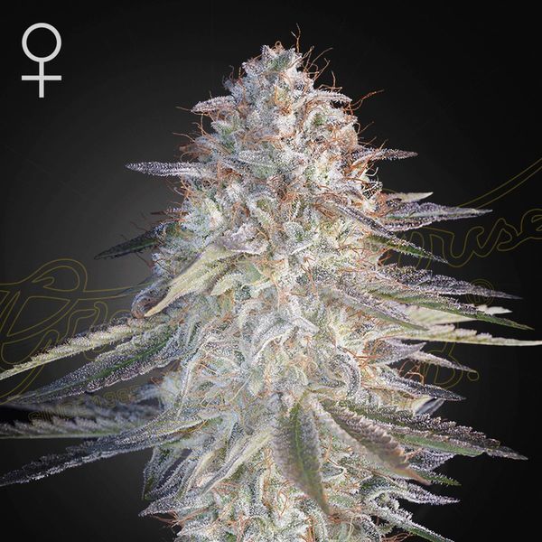 Super Lemon Haze x Pink Candy (Greenhouse Seeds) Feminisoidut