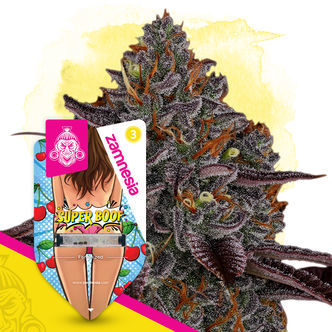 Super Boof (Zamnesia Seeds) feminisoidut