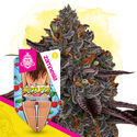 Super Boof (Zamnesia Seeds) Feminisoidut