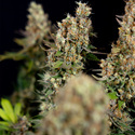 Super Boof (Zamnesia Seeds) Feminisoidut