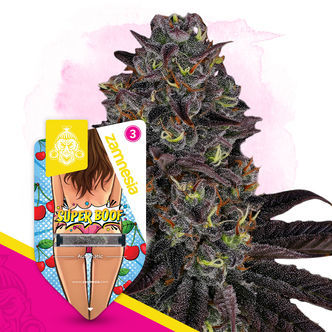 Super Boof Automatic (Zamnesia Seeds) feminisoidut