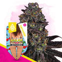 Super Boof Autoflower (Zamnesia Seeds) Feminisoidut