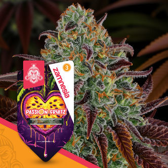 Passion Fruitz (Zamnesia Seeds) feminisoitu