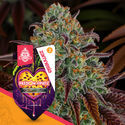 Passion Fruitz (Zamnesia Seeds) Feminisoidut