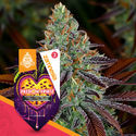 Passion Fruitz Autoflower (Zamnesia Seeds) Feminisoidut