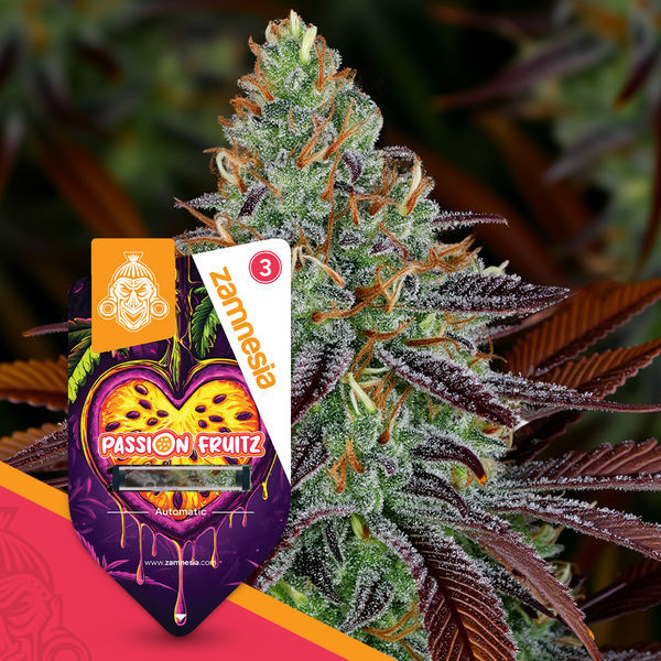 Passion Fruitz Autoflower (Zamnesia Seeds) Feminisoidut