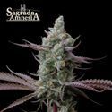 Sagrada Amnesia (Seedstockers) Feminisoidut