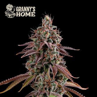 Granny&rsquo;s Home (Seedstockers) Feminisoidut