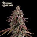 Granny’s Home (Seedstockers) Feminisoidut