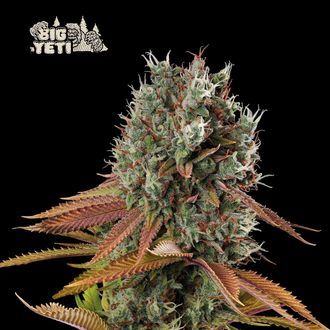 Big Yeti (Seedstockers) Feminisoidut