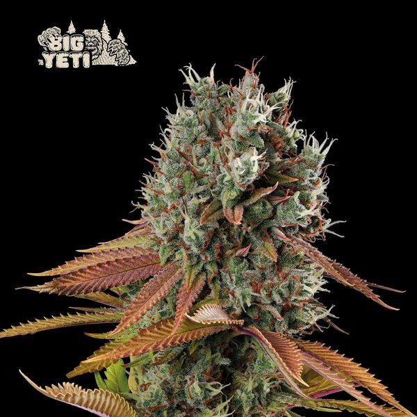 Big Yeti (Seedstockers) Feminisoidut