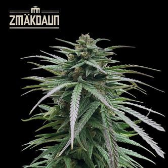 Zm&auml;kdaun (Seedstockers) Feminisoidut