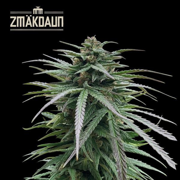 Zmäkdaun (Seedstockers) Feminisoidut