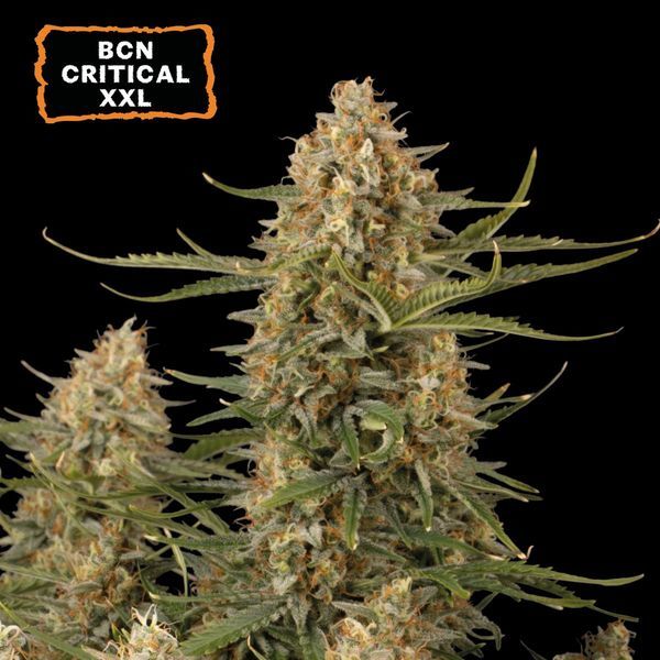BCN Critical XXL (Seedstockers) Feminisoidut