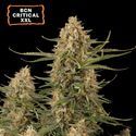 BCN Critical XXL Auto (Seedstockers) Feminisoidut