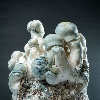 (ty&ouml;nimi) Mycobag Fast Tidal Wave Ape