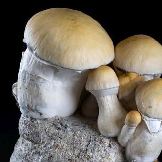 (ty&ouml;nimi) Mycobag Fast Whitebilly