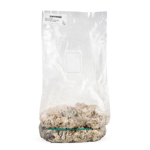 Zamnesia Ready-2-Grow Bag 'Enigma'