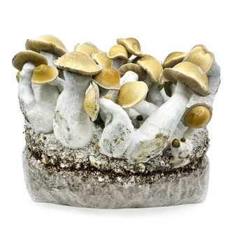 Zamnesia Ready-2-Grow Bag "Makilla Gorilla"