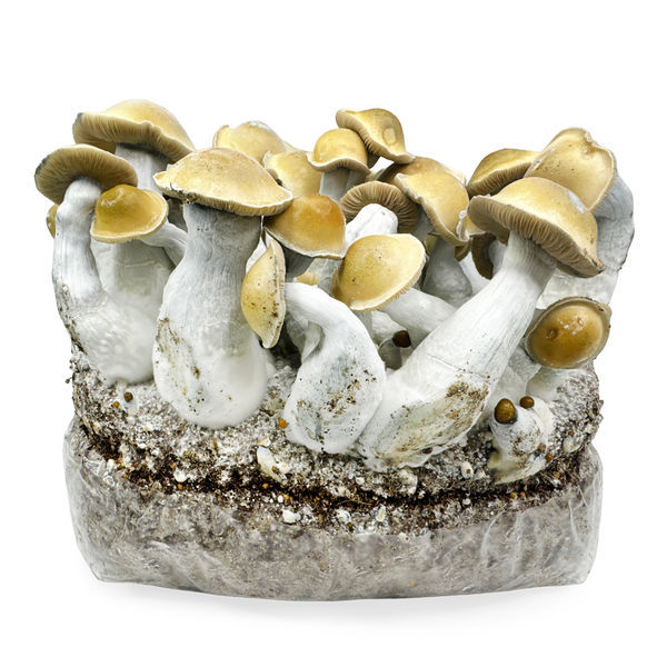 Zamnesia Ready-2-Grow Bag ’Makilla Gorilla’