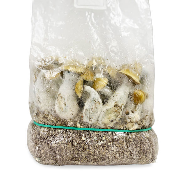 Zamnesia Ready-2-Grow Bag ’Makilla Gorilla’
