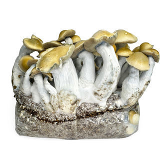 Zamnesia Ready-2-Grow Bag ’Makilla Gorilla’