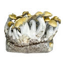 Zamnesia Ready-2-Grow Bag ’Makilla Gorilla’
