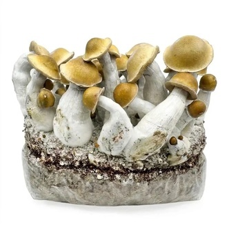 Zamnesia Ready-2-Grow Bag &rsquo;Makilla Gorilla&rsquo;