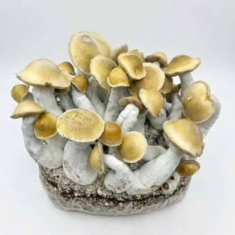 Zamnesia Ready-2-Grow Bag ’Makilla Gorilla’