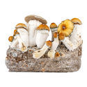 Zamnesia Ready-2-Grow Bag 'Hillbilly Pumpkin'