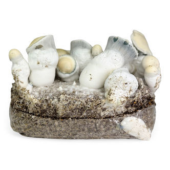 Zamnesia Ready-2-Grow -pussi "Jack Rabbit"