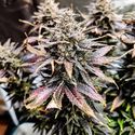 Mimosa (Pure Instinto) Feminisoidut