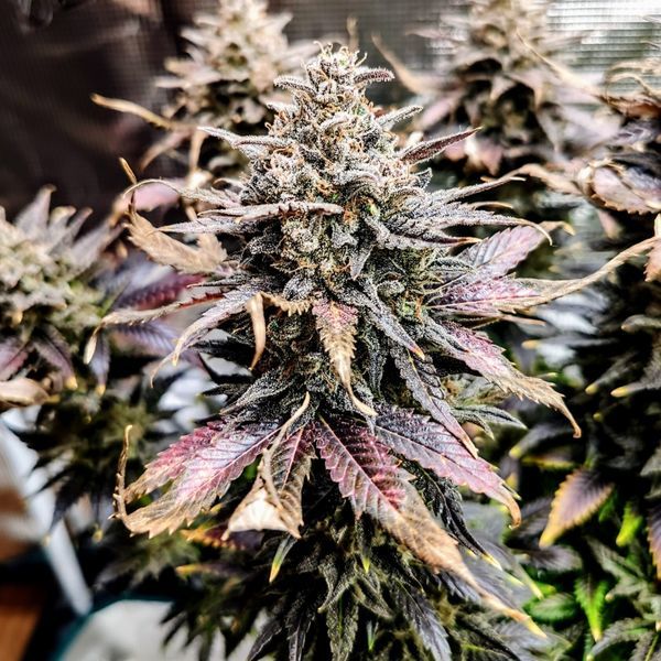 Mimosa (Pure Instinto) Feminisoidut