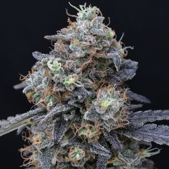 Minty Grape Kush (Pure Instinto) Feminisoidut
