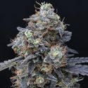 Minty Grape Kush (Pure Instinto) Feminisoidut