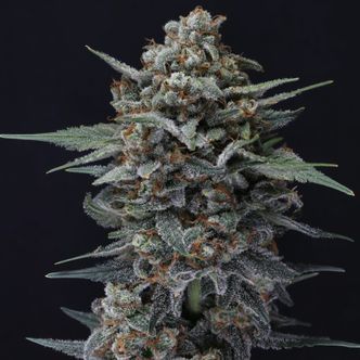 Alien Snack Auto (Pure Instinto) feminisoitu