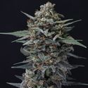 Alien Snack Auto (Pure Instinto) Feminisoidut