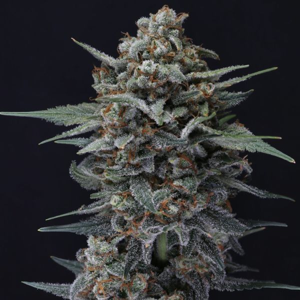 Alien Snack Auto (Pure Instinto) Feminisoidut