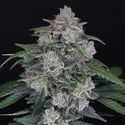 MAK OG Auto (Pure Instinto) Feminisoidut
