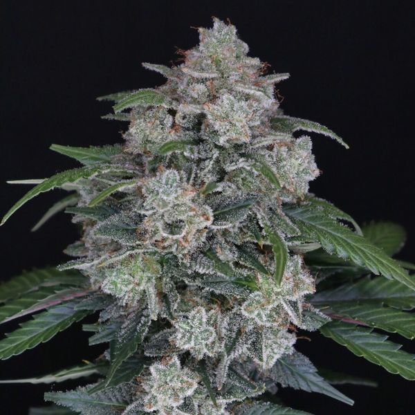 MAK OG Auto (Pure Instinto) Feminisoidut