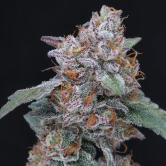 Sherbacio OG Auto (Pure Instinto) feminisoidut