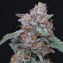 SherBacio OG Auto (Pure Instinto) Feminiosidut